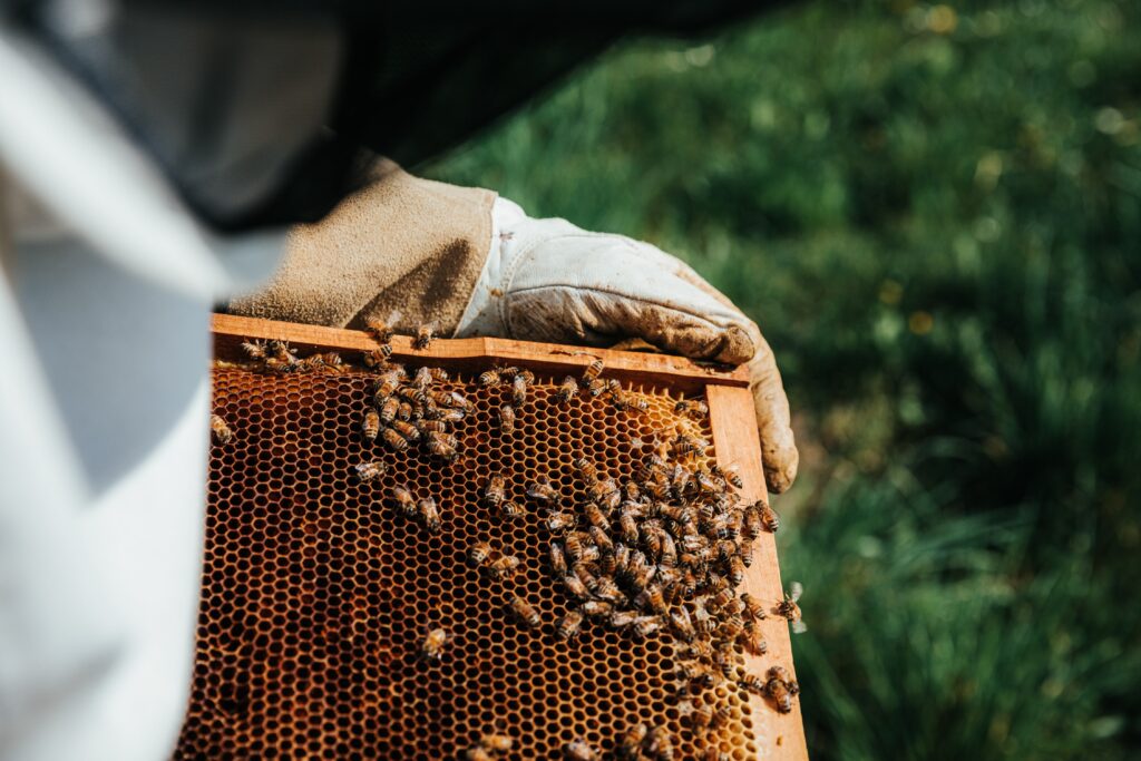 Wiedhonig-Bienenwaben-Bienen-Mieten