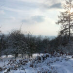 winterwiese-imker-neuwied-wiedhonig
