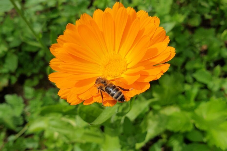 Wiedhonig-Neuwied-Blume-mit-Honigbiene