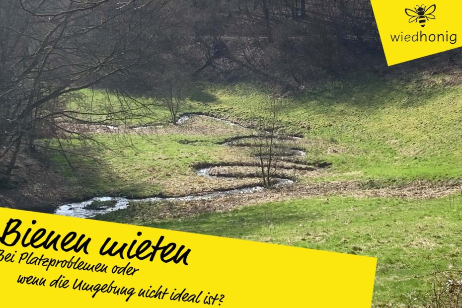 wiedhonig-imkerei-neuwied-blog-bienen-mieten-platzprobleme